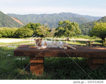 仲良し桜猫 仲良し桜猫 141512639