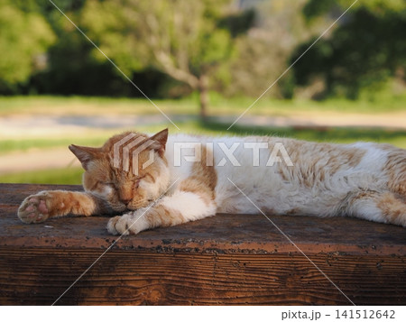 仲良し桜猫 仲良し桜猫 141512642