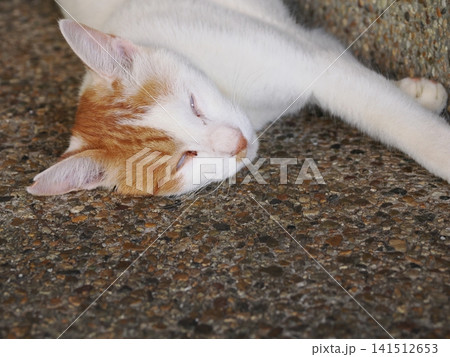 仲良し桜猫 141512653