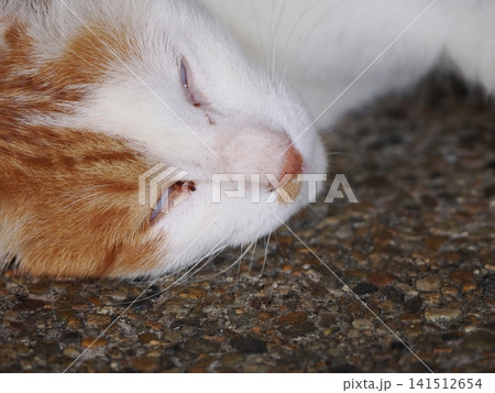 仲良し桜猫 仲良し桜猫 141512654