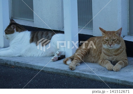 仲良し桜猫 仲良し桜猫 141512671