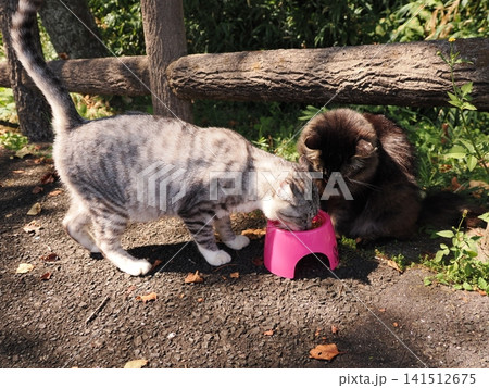 仲良し桜猫 仲良し桜猫 141512675