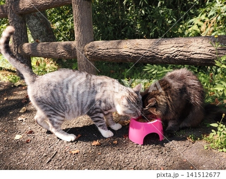 仲良し桜猫 141512677