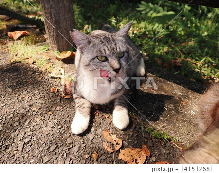 仲良し桜猫 仲良し桜猫 141512681