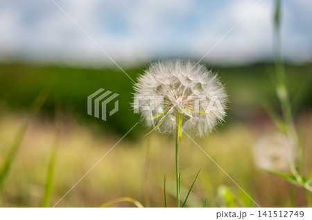 Close-up of a dandelion flower in a sunlit meadow. Close-up of a dandelion flower in a sunlit meadow. 141512749