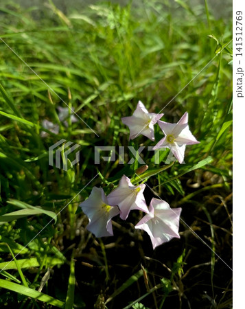 Creeping Plant Blooms in Soft Hues Amidst Lush Greenery Creeping Plant Blooms in Soft Hues Amidst Lush Greenery 141512769