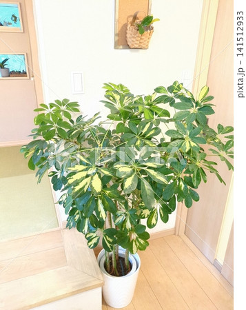 斑入り シェフレラ ホンコン 観葉植物 7号鉢 カポック 室内 インテリアグリーン リビング 和室 斑入り シェフレラ ホンコン 観葉植物 7号鉢 カポック 室内 インテリアグリーン リビング 和室 141512933