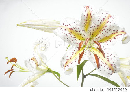 ユリの花　クローズアップ 141512959