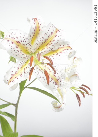 ユリの花　クローズアップ 141512961