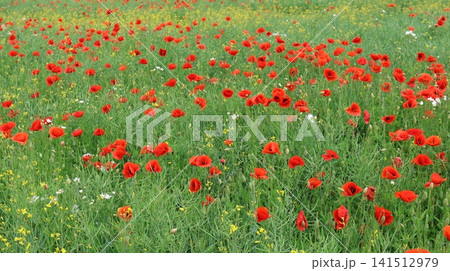 Vibrant red poppies bloom in a sunlit meadow Vibrant red poppies bloom in a sunlit meadow 141512979
