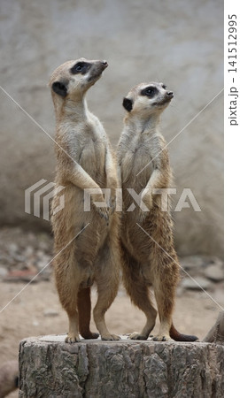 Two meerkats standing upright and alert on a raised platform, looking upward in a naturalistic enclosure. 141512995