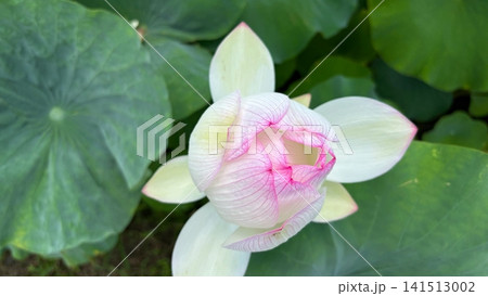 ハスの花　蓮の　蕾の花アップ 141513002