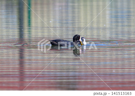 Black coots holds fish in water. Water ripples gently around it. Natural wildlife moment captured. Animal in calm aquatic environment. Focus on feeding behavior. Highly detailed, sharp image 141513163