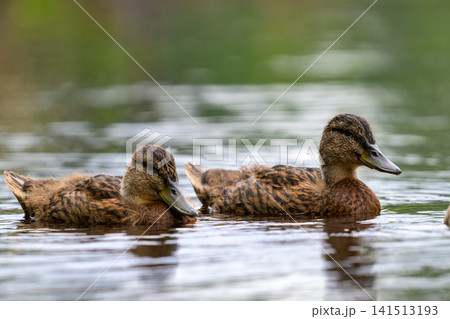 Two brown ducks glide calmly on a reflective pond. Soft water ripples surround the birds. Their dark eyes and beaks are clearly visible. Muddy feathers show natural texture Two brown ducks glide calmly on a reflective pond. Soft water ripples surround the birds. Their dark eyes and beaks are clearly visible. Muddy feathers show natural texture 141513193
