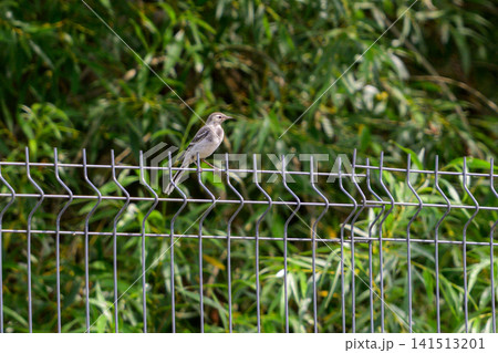 Small bird perches on metal fence wire. Green foliage forms blurred background. Bird has light underbelly and dark wings. Fence has repeating wavy metal pattern Small bird perches on metal fence wire. Green foliage forms blurred background. Bird has light underbelly and dark wings. Fence has repeating wavy metal pattern 141513201