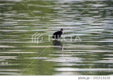 Single coot bird stands on calm green water surface. Reflective ripples surround the bird gently. Light glints softly across the water's surface. Bird appears still, focused on its surroundings Single coot bird stands on calm green water surface. Reflective ripples surround the bird gently. Light glints softly across the water's surface. Bird appears still, focused on its surroundings 141513220