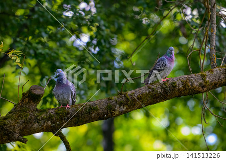Two pigeons rest on a mossy tree branch. Green leaves blur softly behind them. Natural daylight highlights their feathers. Tree bark shows signs of age and weather. Pigeons appear calm and observant 141513226