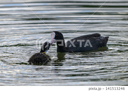 Black bird with pink beak swims near chick. Water ripples gently around them. Parent bird nuzzles young offspring. Soft natural light highlights feathers. Calm pond reflects subtle surface waves 141513246