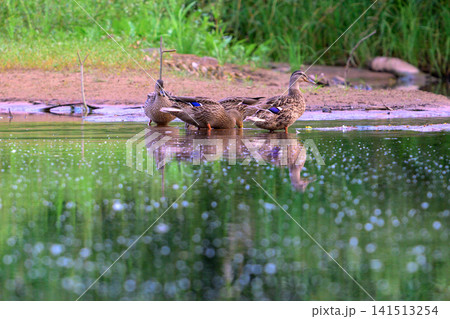 Ducks glide calmly across gentle, reflective water surface. Green reeds line the muddy shoreline behind them. Their feathers shimmer in soft, natural daylight Ducks glide calmly across gentle, reflective water surface. Green reeds line the muddy shoreline behind them. Their feathers shimmer in soft, natural daylight 141513254