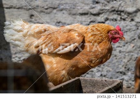 Golden chicken stands beside a wooden trough. Feathers show warm, golden-brown tones. Red comb and eye stand out against feathers. Back and tail feathers display natural, soft texture Golden chicken stands beside a wooden trough. Feathers show warm, golden-brown tones. Red comb and eye stand out against feathers. Back and tail feathers display natural, soft texture 141513271
