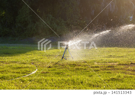 Sprinkler irrigating grass lawn with water in summer garden. Watering green vegetation during dry season for maintaining it fresh 141513343