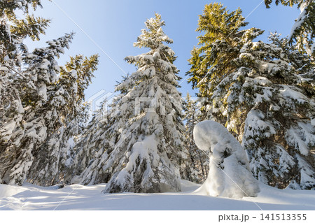 Snow covered pine trees in mountain forest in sunny day. Colorful outdoor scene, Happy New Year and Merry Christmas celebration concept. Snow covered pine trees in mountain forest in sunny day. Colorful outdoor scene, Happy New Year and Merry Christmas celebration concept. 141513355