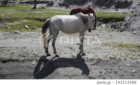 White horse with gray mane and a brown horse standing on a dusty, rocky terrain, freedom concept. White horse with gray mane and a brown horse standing on a dusty, rocky terrain, freedom concept. 141513566