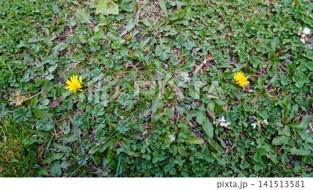 Close-up of two yellow dandelions blooming among dense green ground cover, persistence concept. Close-up of two yellow dandelions blooming among dense green ground cover, persistence concept. 141513581