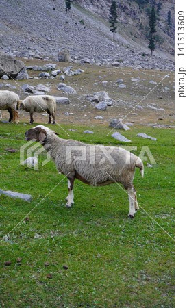 Three sheep grazing on an alpine meadow with gray boulders and rocky mountainside, highland concept. Three sheep grazing on an alpine meadow with gray boulders and rocky mountainside, highland concept. 141513609