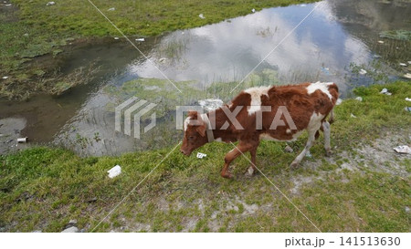 Spotted calf grazing on wet, muddy grass near a murky reflective pond, reflection concept. Spotted calf grazing on wet, muddy grass near a murky reflective pond, reflection concept. 141513630