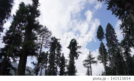 Low-angle photograph of tall evergreen trees against a bright blue sky with white clouds, growth concept. 141513654