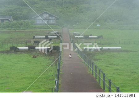 八丈島 ふれあい牧場 八丈島 ふれあい牧場 141513991