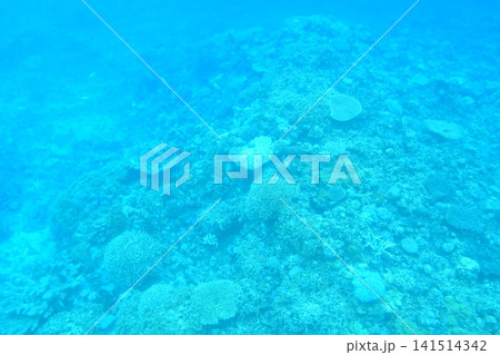 渡嘉敷の海中 渡嘉敷の海中 141514342