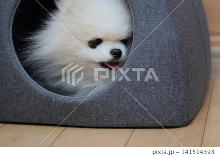 室内で愛犬ポメラニアンがベッドでリラックス 141514393