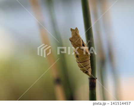 7月にトクサで成虫になるのを待つ蝶のさなぎ 7月にトクサで成虫になるのを待つ蝶のさなぎ 141514457