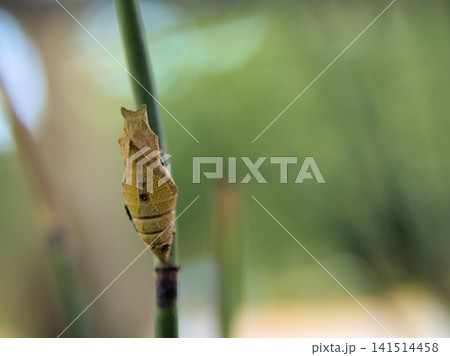 7月にトクサで成虫になるのを待つ蝶のさなぎ 7月にトクサで成虫になるのを待つ蝶のさなぎ 141514458