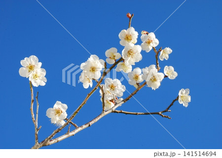 白梅の花 白梅の花 141514694