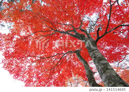 裏磐梯の紅葉 裏磐梯の紅葉 141514695