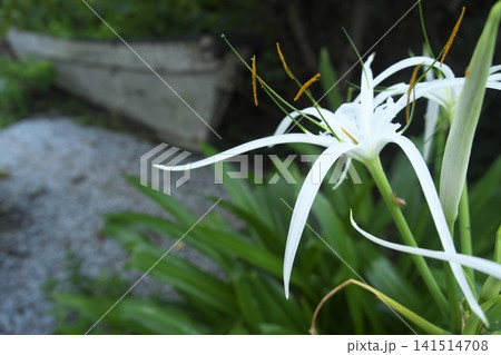 鮮やかに咲き誇る白いヒメノカリスの花とサバニ 鮮やかに咲き誇る白いヒメノカリスの花とサバニ 141514708
