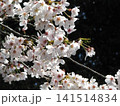 春の日差しに輝く桜の花 クローズアップ 141514834