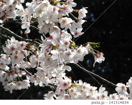 春の日差しに輝く桜の花 クローズアップ 春の日差しに輝く桜の花 クローズアップ 141514834