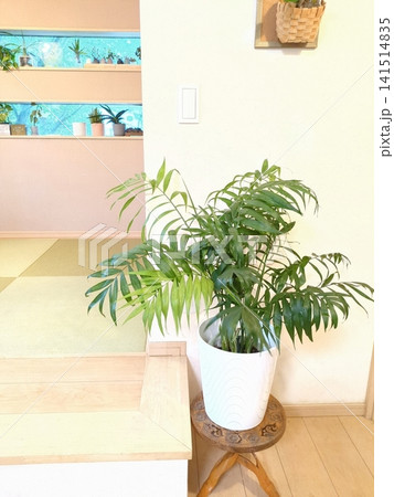 テーブルヤシ 観葉植物 7号鉢 中型 室内 インテリアグリーン リビング 和室 リゾートインテリア テーブルヤシ 観葉植物 7号鉢 中型 室内 インテリアグリーン リビング 和室 リゾートインテリア 141514835