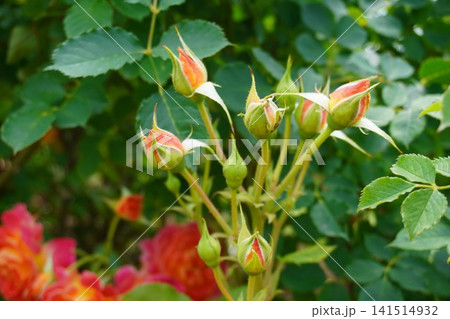 開花を待つオレンジ色のバラのつぼみ 開花を待つオレンジ色のバラのつぼみ 141514932