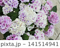 コットンキャンディという紫陽花 コットンキャンディという紫陽花 141514941
