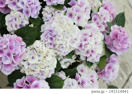 コットンキャンディという紫陽花 コットンキャンディという紫陽花 141514941