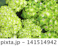 マジカルシリーズという紫陽花 マジカルシリーズという紫陽花 141514942