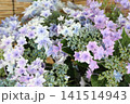 フロリアブルーという紫陽花 フロリアブルーという紫陽花 141514943