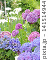 紫陽花と花菖蒲 紫陽花と花菖蒲 141514944