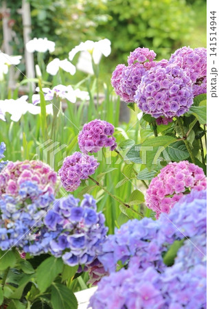 紫陽花と花菖蒲 紫陽花と花菖蒲 141514944