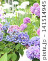 紫陽花と花菖蒲 紫陽花と花菖蒲 141514945